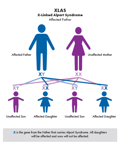 Alport syndrome Genetics 101:  X-Linked